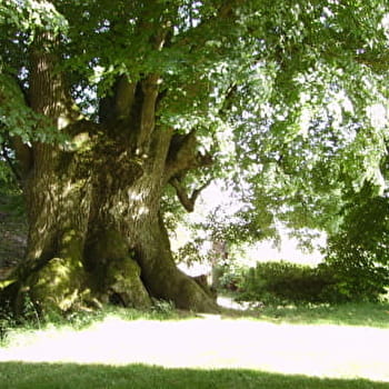 Tilleul du XVIIe s. - VEILLY