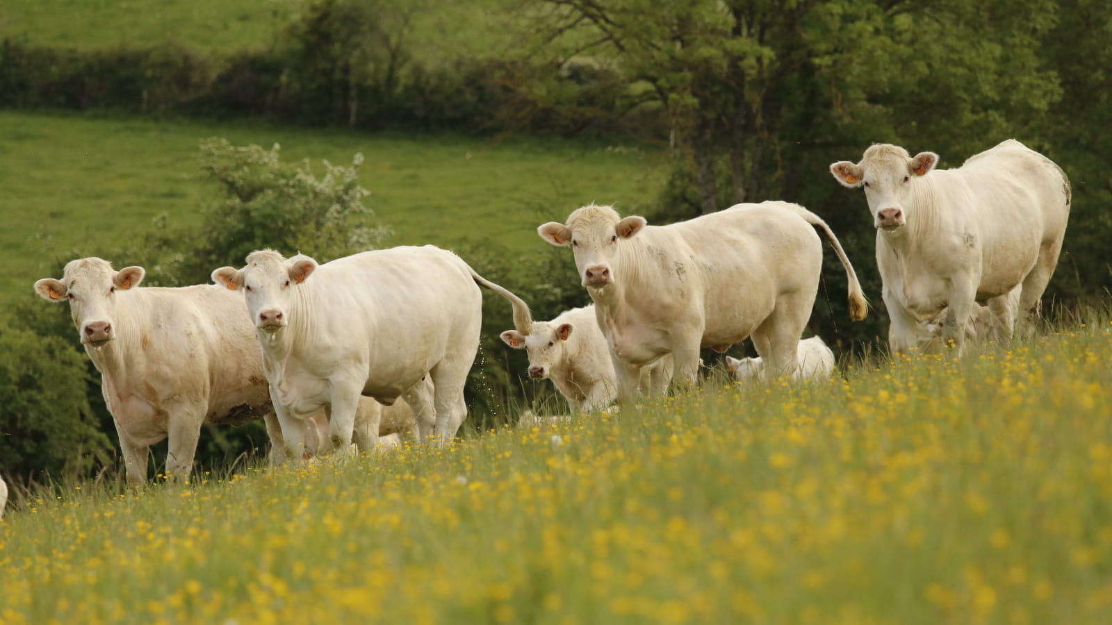 La Ferme de sous la Velle