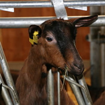 GAEC Ferme du Pigeonnier - MONTCEAU-ET-ECHARNANT